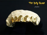 6 solid gold teeth